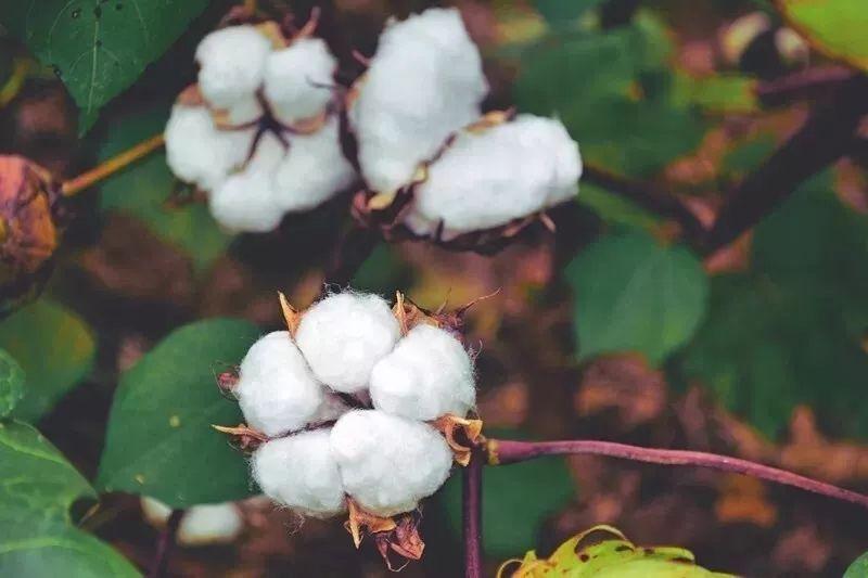 世界杯官方入口医纺